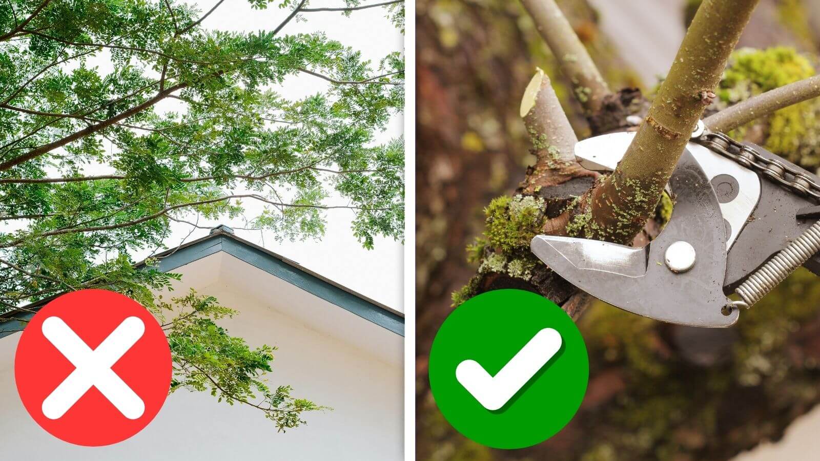 dos and don't of tree triming with icons over image